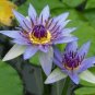 Dark Blue Nymphaea Caerulea China Water Lily 1 PCS Seeds