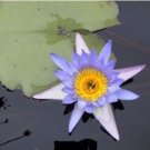 Dark Blue Nymphaea Caerulea China Water Lily Pad Flower Pond 1 PCS Seeds