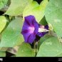 Dark Blue Pink Heart Morning Glory Ipomoea Nil Climbing Flower  50 PCS Seeds