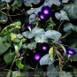 Dark Blue Pink Heart Morning Glory Ipomoea Nil Climbing Flower  50 PCS Seeds