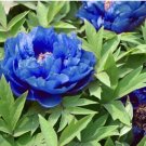 Dark Blue Tree Peony Flower Seeds Rere Plants 5 PCS Seeds Dark Blue Tree Peony Flower Seeds Rere Plants 5 PCS Seeds