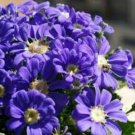Dark Blue White Florist's Cineraria F2 30 PCS Seeds