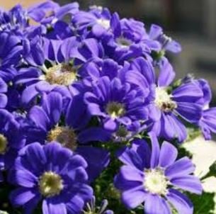 Dark Blue White Florist's Cineraria F2 30 PCS Seeds