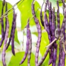 Dark Bush Bean 'Royal Burgundy' Phaseolus vulgaris 15 PCS Seeds Dark Bush Bean 'Royal Burgundy' Phaseolus vulgaris 15 PCS Seeds