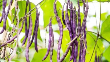 Dark Bush Bean 'Royal Burgundy' Phaseolus vulgaris 15 PCS Seeds