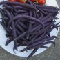 Dark Bush Bean 'Royal Burgundy' Phaseolus vulgaris 15 PCS Seeds