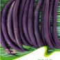 Dark Bush Bean 'Royal Burgundy' Phaseolus vulgaris 15 PCS Seeds