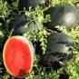 Dark Gray Skin Red Watermelon 20 PCS Seeds