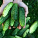 Dark Green Cucumber 25 PCS Seeds Dark Green Cucumber 25 PCS Seeds