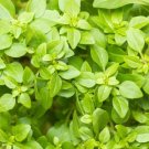 Dark Green Dwarf Basil 'Pluto' Seeds Annual Herb 100 PCS Seeds