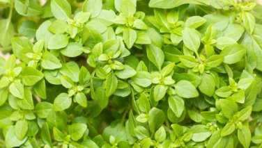 Dark Green Dwarf Basil 'Pluto' Seeds Annual Herb 100 PCS Seeds