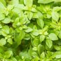 Dark Green Dwarf Basil 'Pluto' Seeds Annual Herb 100 PCS Seeds