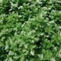 Dark Green Dwarf Basil 'Pluto' Seeds Annual Herb 100 PCS Seeds