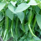 Dark Green Horn Pepper Vegetable 50 PCS Seeds