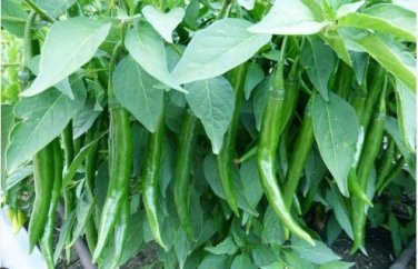 Dark Green Horn Pepper Vegetable 50 PCS Seeds