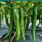 Dark Green Line Chili Cayenne Pepper Vegetable 1000 PCS Seeds