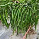 Dark Green Sichuan Pickled Chilli 500 PCS Seeds Dark Green Sichuan Pickled Chilli 500 PCS Seeds