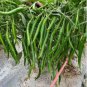 Dark Green Sichuan Pickled Chilli 500 PCS Seeds