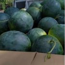 Dark Green Skin Red Watermelon 'Tian Chang' 20 PCS Seeds Dark Green Skin Red Watermelon 'Tian Chang' 20 PCS Seeds