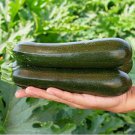 Dark Green Zucchini Summer Squash Bonsai Vegetables 8 PCS Seeds
