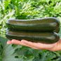 Dark Green Zucchini Summer Squash Bonsai Vegetables 8 PCS Seeds