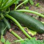 Dark Green Zucchini Summer Squash Bonsai Vegetables 8 PCS Seeds