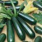 Dark Green Zucchini Summer Squash Bonsai Vegetables 8 PCS Seeds