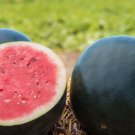 Dark Green Skin Red Watermelon 'Tian Chang' 20 PCS Seeds Dark Green Skin Red Watermelon 'Tian Chang' 20 PCS Seeds