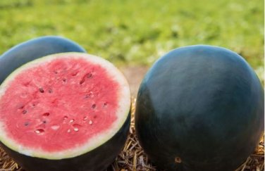 Dark Green Skin Red Watermelon 'Tian Chang' 20 PCS Seeds