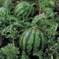 Dark Green Skin Red Watermelon 'Tian Chang' 20 PCS Seeds
