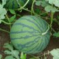 Dark Green Skin Red Watermelon 'Tian Chang' 20 PCS Seeds