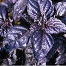 Dark Opal Basil 20 PCS Seeds Dark Opal Basil 20 PCS Seeds