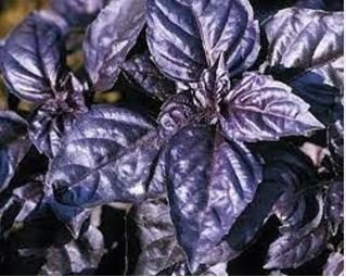 Dark Opal Basil 20 PCS Seeds