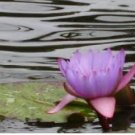 Dark Purple Water Lily Hybrid Pond Plant Lotus 1 PCS Seeds Dark Purple Water Lily Hybrid Pond Plant Lotus 1 PCS Seeds