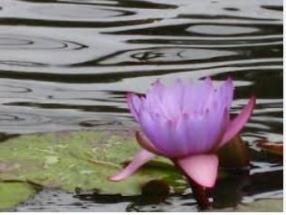 Dark Purple Water Lily Hybrid Pond Plant Lotus 1 PCS Seeds
