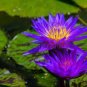 Dark Purple Water Lily Hybrid Pond Plant Lotus 1 PCS Seeds