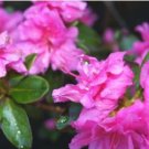 Dark Pink Azalea 20 PCS Seeds Dark Pink Azalea 20 PCS Seeds