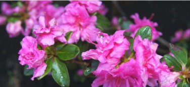 Dark Pink Azalea 20 PCS Seeds