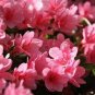 Dark Pink Azalea 20 PCS Seeds