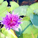 Dark Purple Water Lily Hybrid Pond Plant Lotus 1 PCS Seeds Dark Purple Water Lily Hybrid Pond Plant Lotus 1 PCS Seeds