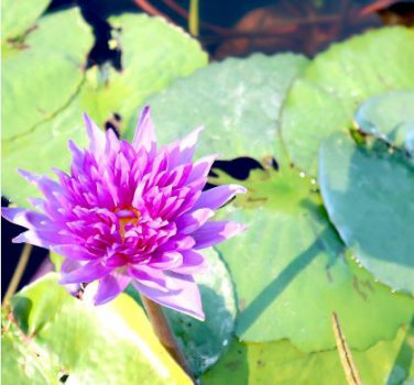 Dark Purple Water Lily Hybrid Pond Plant Lotus 1 PCS Seeds