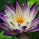 Dark Purple Water Lily Nymphaea Corolata Aquatic Plants 1 PCS Seeds