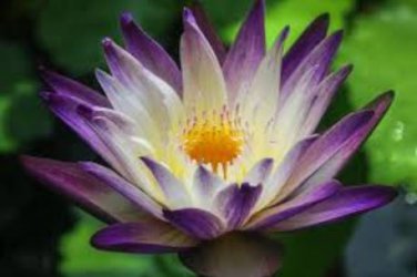 Dark Purple Water Lily Nymphaea Corolata Aquatic Plants 1 PCS Seeds