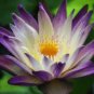 Dark Purple Water Lily Nymphaea Corolata Aquatic Plants 1 PCS Seeds