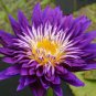 Dark Purple Water Lily Nymphaea Corolata Aquatic Plants 1 PCS Seeds