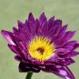 Dark Purple Water Lily Nymphaea Corolata Aquatic Plants 1 PCS Seeds