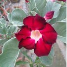 Dark Red Adenium big blooming petals with black hole desert rose 2 pcs Seeds