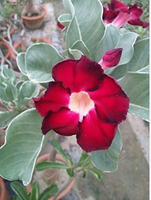 Dark Red Adenium big blooming petals with black hole desert rose 2 pcs Seeds