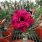 Dark Red Adenium big blooming petals with black hole desert rose 2 pcs Seeds
