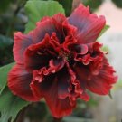 Dark Red Amaryllis 100 PCS Seeds Dark Red Amaryllis 100 PCS Seeds